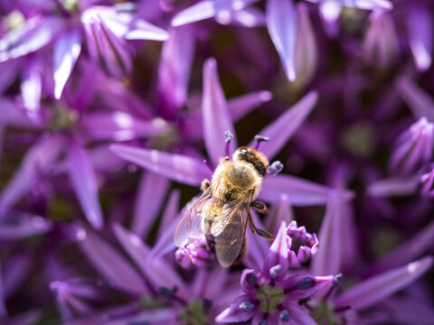 Summer bee on purple flower