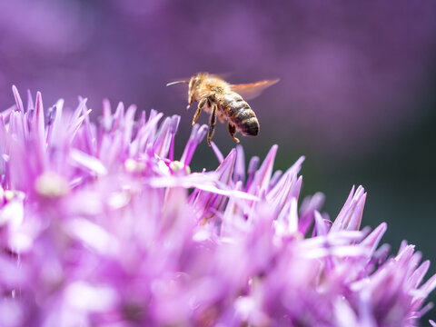 Summer bee on purple flower