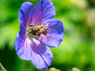 Summer bee on purple flower