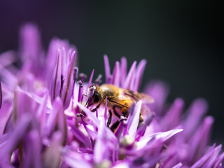 Summer bee on purple flower