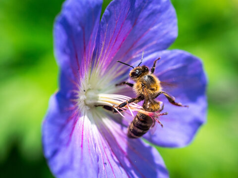 Summer bee on purple flower