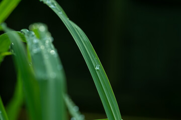 Water on leave background, Green leaf nature