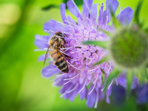 Summer bee on purple flower