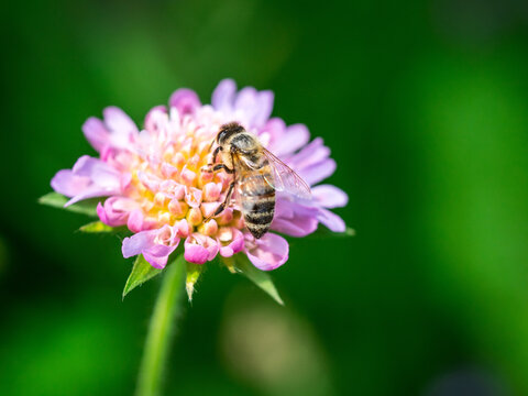Summer bee on purple flower