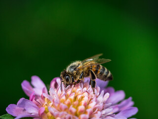 Obraz premium Summer bee on purple flower