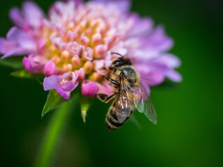 Summer bee on purple flower