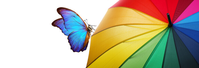 colors of rainbow. multicolored umbrella and bright blue tropical morpho batterfliy close-up. rainbow umbrella © Oleksii