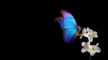 Obraz na płótnie Canvas bright blue tropical morpho butterfly on jasmine flowers in dew drops on black. copy space