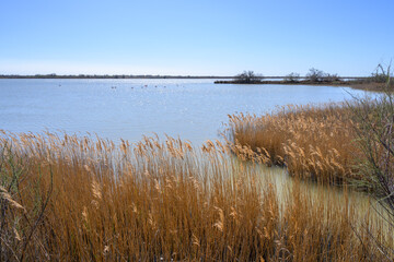 Etang de Camargue