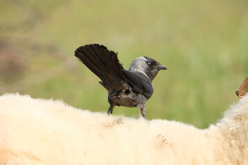 Western jackdaw (Coloeus monedula) standing on the back of a sheep