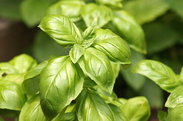 Nahaufnahme Basilikum Ocimum basilicum