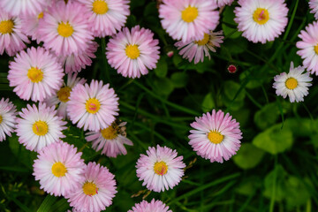 White daisies with a pink edge. Top view.