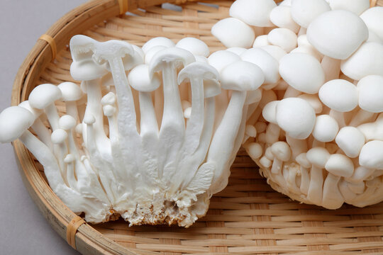 本しめじ」の写真素材 | 330件の無料イラスト画像 | Adobe Stock