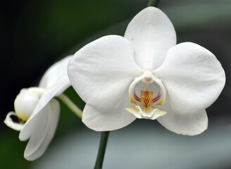 Obraz na płótnie Canvas orchideen