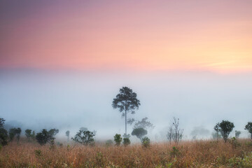 Naklejka na ściany i meble Misty morning sunrise in the mountain at Doi Ang-khang mountain, chiangmai : thailand
