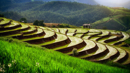 Beautiful Landscape terraced paddy fields in Pa Pong Pieng, Mae Chaem, Chiang Mai, Thailand