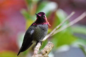 Male hummingbird