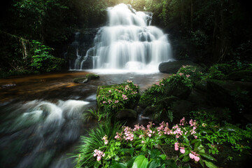 Naklejka premium beautiful waterfall in green forest in jungle at phu tub berk mountain , phetchabun , Thailand