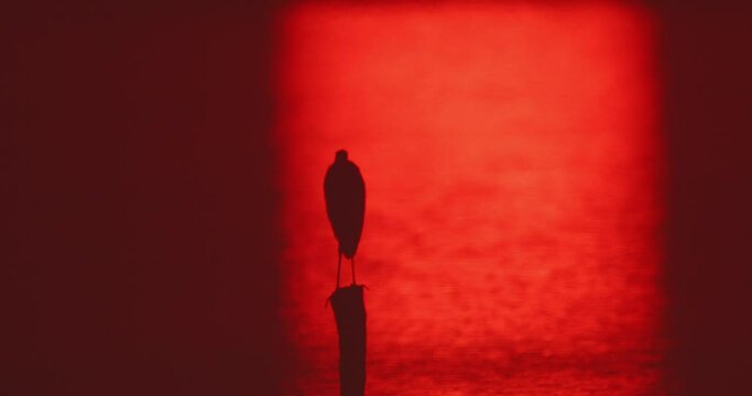 Silhouette of the heron standing on the pole in the pond during sunrise 
