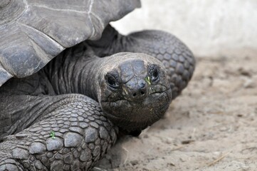 Obraz premium Riesenschildkröte