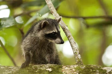 Cute raccoon, procyon lotor, cub climbing tree in a jungle of Costa Rica. Wild mammal with black stripe on a face looking down from a treetop. Animal wildlife in nature.