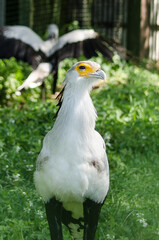 Secretarybird at Riga Zoo.