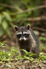 Vertical composition of a young raccoon walking on the ground in a jungle. Wild mammal with...
