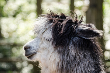 Lama head black and white in Riga Zoo.