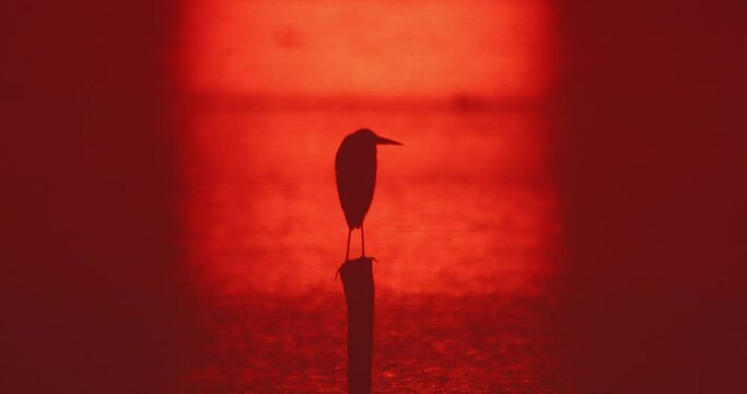 Silhouette of the heron standing on the pole in the pond during sunrise 