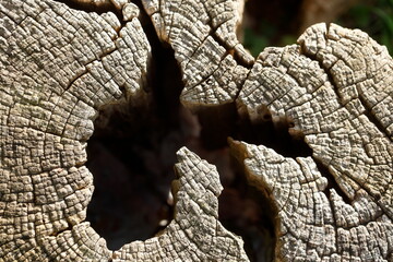 Rinde; Baumrinde; Baum; Baumstamm; Borke; grau; alt; knorrig; tot; Ring; ringe; Jahresring; Jahresringe; Hintergrundbild; Textur; Holztextur; Holz; Totholz, Schatten, Struktur; Deutschland; EU; Europa