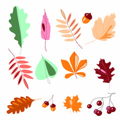 A set of autumn leaves, acorns, a branch of berries on a white background. Vector illustration. Close-up