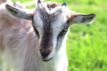 Portrait of baby goat outdoors, sunny