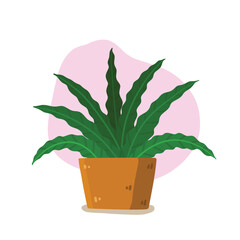 Potted houseplant vector, an illustration of  Asplenium Nidus Fern, indoor plant, for house decoration and the garden. Plant isolated in white background in cute cartoon style.
