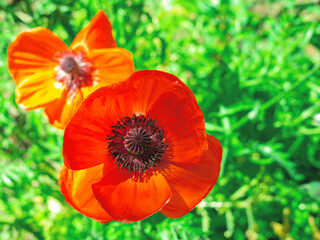 The above view of the beutiful red poppy flower in the grass, summer background.
