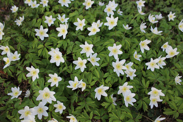 Primroses in early spring in the forest. Glade of flowers anemone white on a green carpet of leaves. Fabulous blooming background