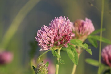 Trifolium pratense, red clover. Pink clover flowers close-up in green foliage in sunlight against a purple-blue sky. Close-up of red clover flowers in the meadow. Pink wildflowers background.