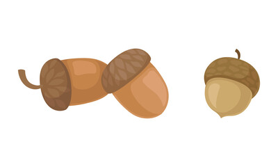 Acorns or Oaknut Containing Seeds Enclosed in Leathery Shell Vector Set
