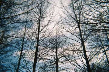 Fototapeta premium trees and sky