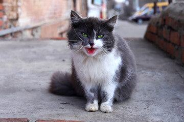 Portrait of meowing cat outdoors