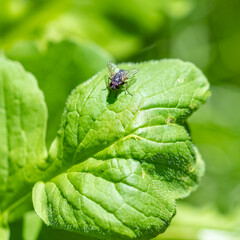 A big fly standing on a leaf in the garden 
