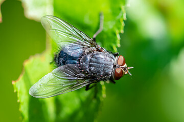 A big fly standing on a leaf in the garden 
