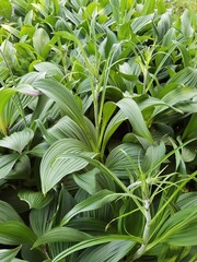 Veratrum nigrum. Leaves of  black false hellebore.