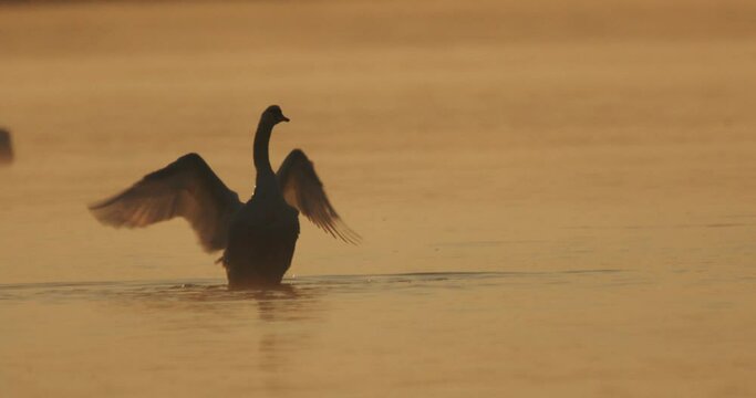 Silhouettes of the swans on the water during sunrise 