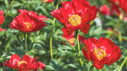Herbaceous peony "Early Bird" is a bright crimson-red flower with yellow stamens in the center. The bush is compact. The leaves are green.