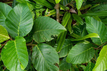 The photo is a photo of wild plants I took in the forest near my house.