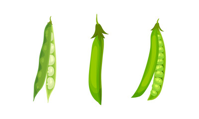 Grain Legume or Pulse Crop with Pod and Beans Vector Set