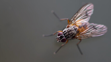 Fliege