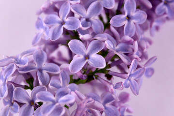 Purple lilac flowers close-up. Small lilac flowers