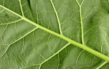The reverse side of a large green leaf. Green burdock leaf