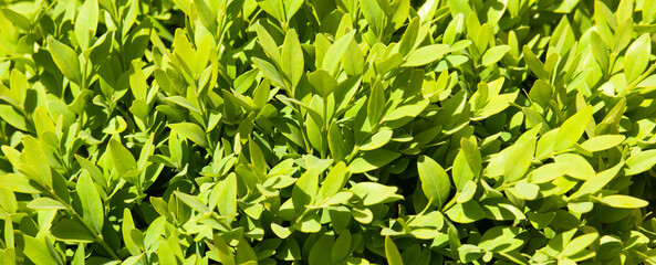 background of green leaves